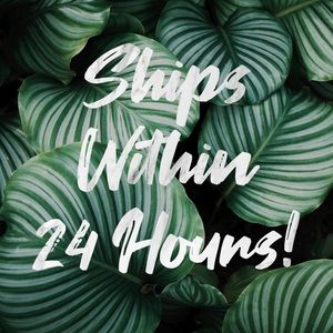 EVERYTHING SHIPS WITHIN 24 HOURS